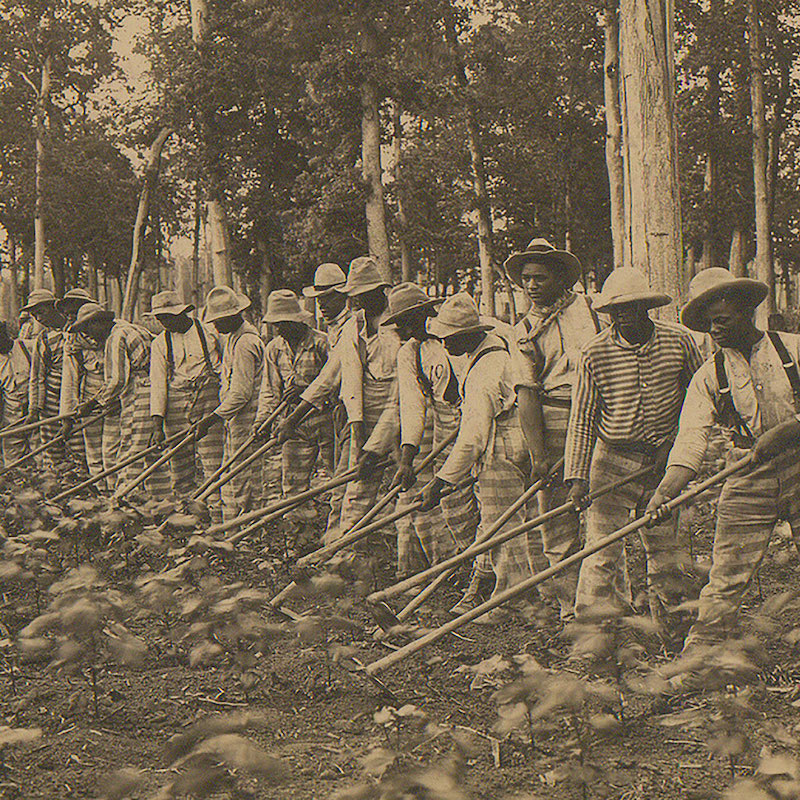 Long row of prison laborers farming